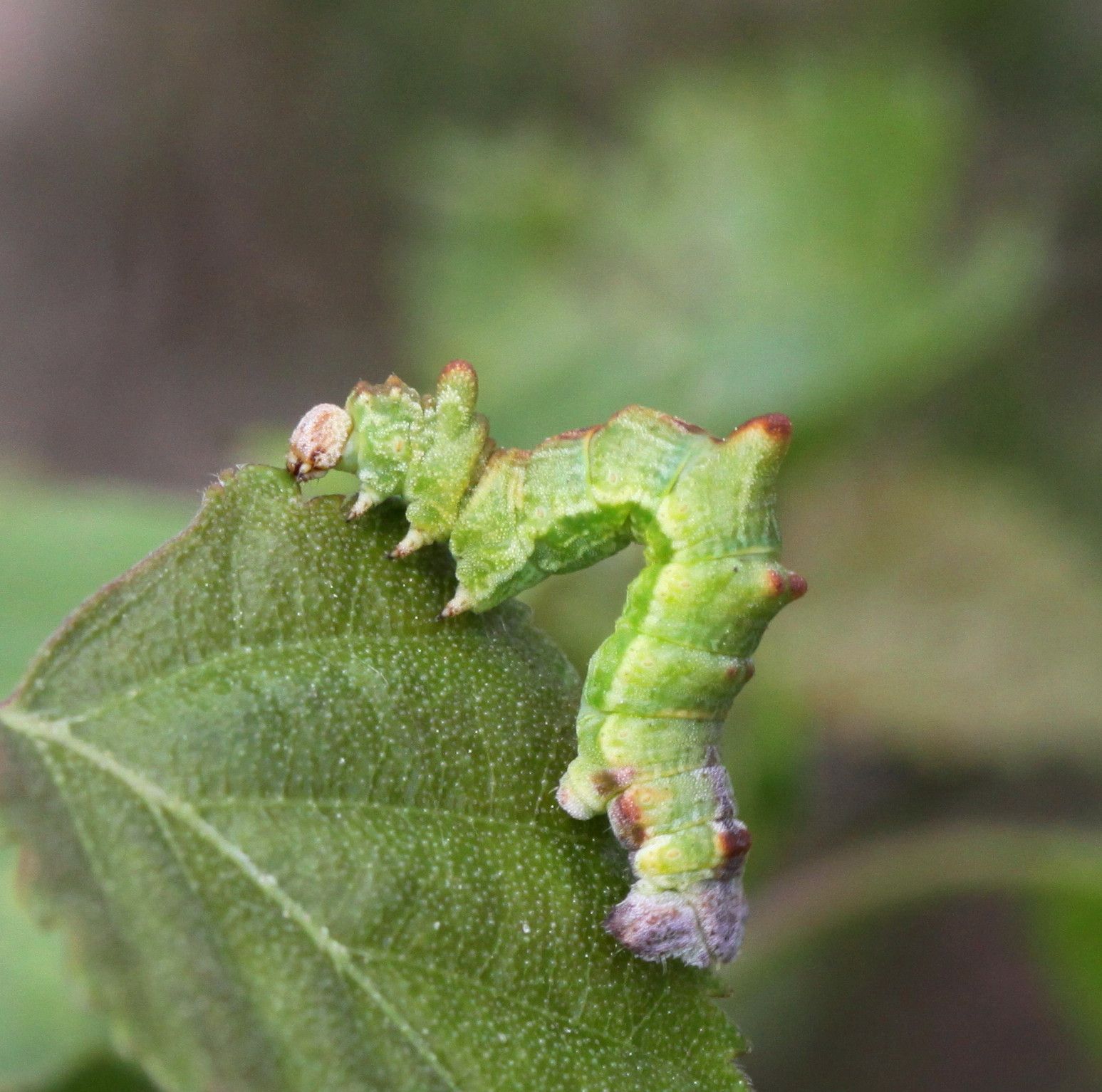 Rups_van_de_zomervlinder