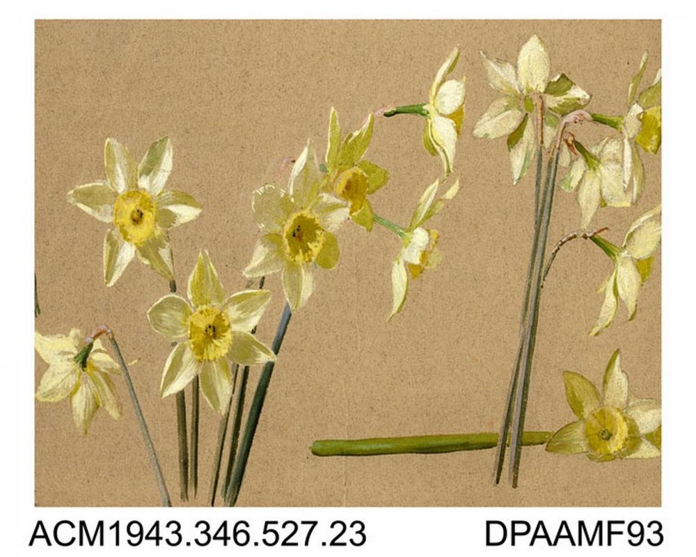 Spring Begins discover Hampshire’s wild daffodils