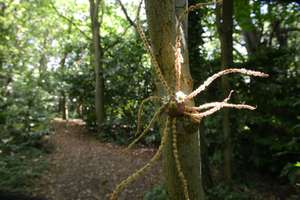 Spotter Trail: Tree-iffic Trail