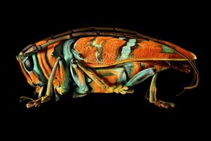 Microsculpture: The Insect Portraits of Levon Biss