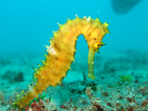 Super Dad the Seahorse