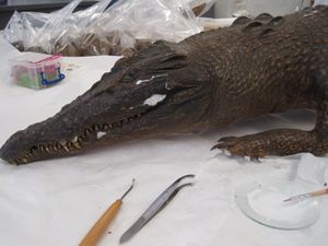 Conversations with Conservators: Not your average day job (Part 7)