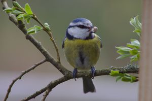 Activity: Pine cone bird feeder