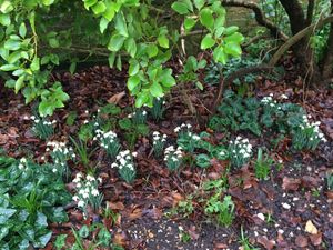 Signs of spring – snowdrops