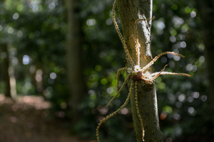 World Earth Day: wildlife at Bursledon Windmill