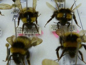 Volunteers' Week: Being as busy as a bee