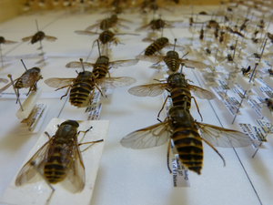 Heritage Open Days: Natural Sciences collection
