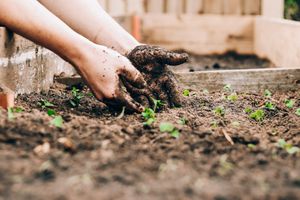 Grow your own way: The history of allotments