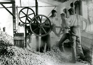 Hop picking in Hampshire